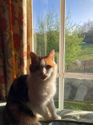 Ruby our resident cat! at Tea by the Lock in York