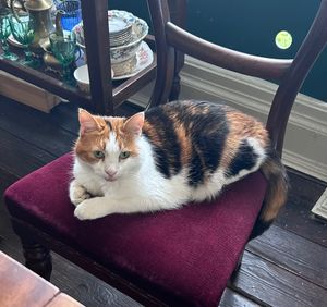 Ruby, a very sweet cat. at Tea by the Lock in York