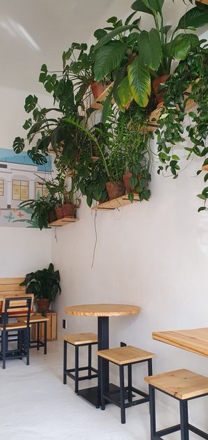 Real plants and vibing music makes me want to sit here for longer... at ditto in Cape Town