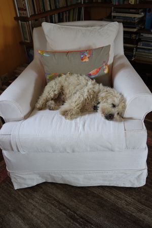 Lucca, the friendly dog of this amazing veggie guesthouse at Colina Flora in Colares