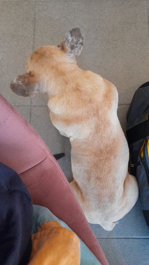 Bonnie at Wolf Coffee in Lommel