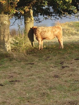 Sywell Country Park at The Pumphouse Cafe in Wellingborough