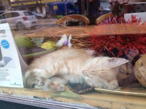 The cute cat :) at Alchemist Garden in Amsterdam