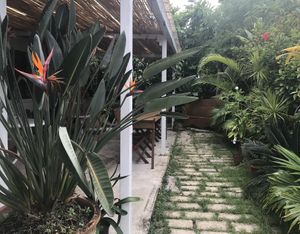Gorgeous plants in a tranquil setting with a little reggae music in the background. Great vibe! at Earthful Cafe in Kitanakagusuku