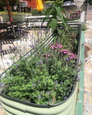 Plants   at Sweet Pea Cafe in Tallahassee