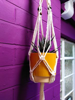Macrame hanging plant at Sprout Derby in Derby