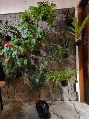 Plant decor at The Banyan Tree in Lahaina