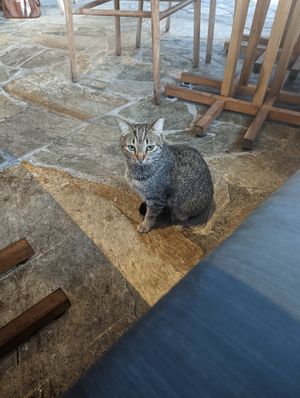  at The Banyan Tree in Lahaina