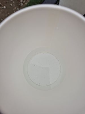  at Luu's Bao in Osaka