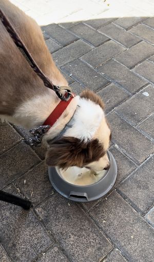 Our little four legged friend loving his oat puppachino   at Vega in Spring Hill