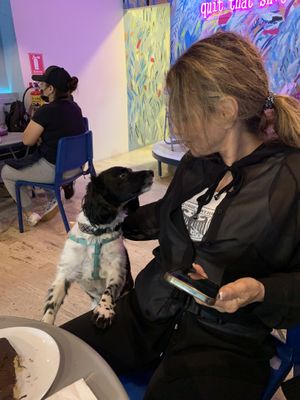 Milko the owners dog saying hello  at I Quit - Café & Bakery in Mexico City