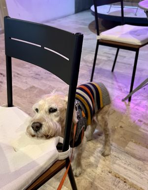 I want another prize!!! 🐾💙  at I Quit - Café & Bakery in Mexico City