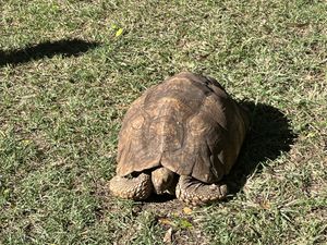 A gentle and shy tortoise 🐢 greeting me upon my arrival 🤩  at Pallet Cafe in Nairobi