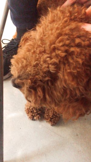 The cute dog from one of the owners, his name is Weasley! :) at Café Klin in Paris