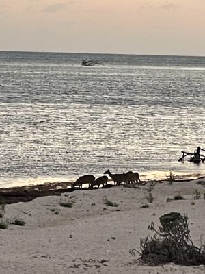 Key deer on beach  at Deer Run Bed and Breakfast in Big Pine Key