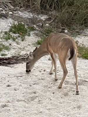 Key deer on beach  at Deer Run Bed and Breakfast in Big Pine Key