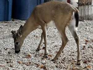   at Deer Run Bed and Breakfast in Big Pine Key