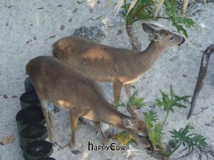 Key deer at Deer Run Bed and Breakfast in Big Pine Key