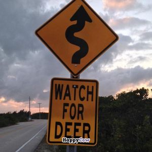 drive VERY CAREFULLY  at Deer Run Bed and Breakfast in Big Pine Key