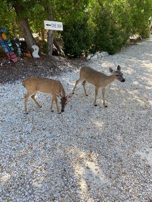 Little Key deer came right up to us to explore when we arrived.  An impromptu "welcoming committee" at Deer Run Bed and Breakfast in Big Pine Key
