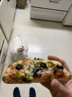 Sorry, babe. Cornish cross chickens require special no-pizza diets to stay happy & healthy 💋 works out well for me tho.  at Pi Vegan Pizzeria in Seattle