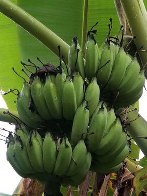 banana  at Hanna Coffee in Yen Thanh