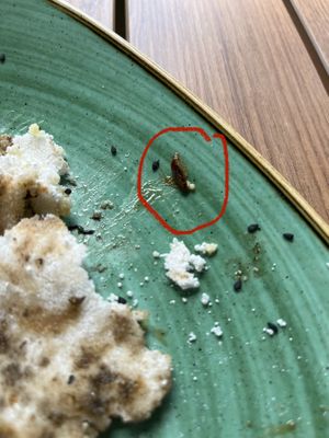 Dead cockroach in my tapioca crepe  at Loft Brunch & Cocktails in Funchal