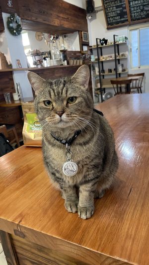   at Vegan Resort 啼岸 in Taipei