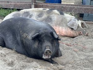 Varkentjes hier   at De VerbroederIJ in Amsterdam
