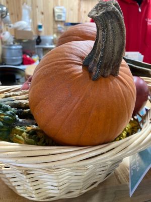 Pumpkin  at Woolf Farms Fruit Market in Salem