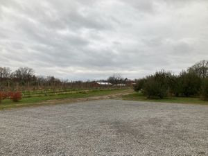 Orchard  at Woolf Farms Fruit Market in Salem