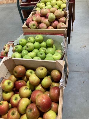 Apples at Woolf Farms Fruit Market in Salem