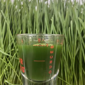 Wheatgrass shot   at The Squeeze Juice Bar and Vegan Eatery in Vicksburg