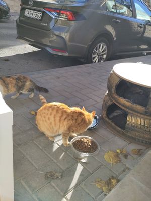 Spot in the sun on the pavement outside the restaurant. I drank my hot chocolate, while the street cats ate their food at Vegan Spectrum مطبخ الطيف النباتي in Amman