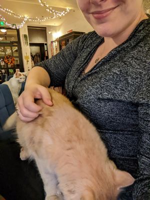 Dante the very cuddly kitty at Cat Caffe in Zagreb