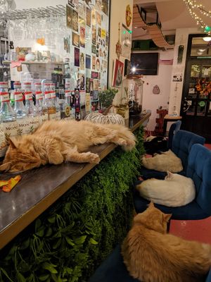 Counter cat and friends at Cat Caffe in Zagreb