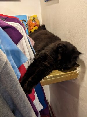 Black Norwegian forest cat at Cat Caffe in Zagreb