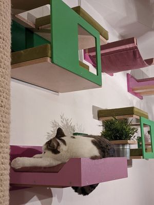 Shelf cat at Cat Caffe in Zagreb