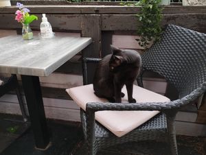  at Cat Caffe in Zagreb