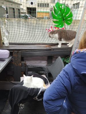  at Cat Caffe in Zagreb