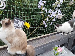  at Cat Caffe in Zagreb