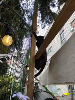  at Cat Caffe in Zagreb