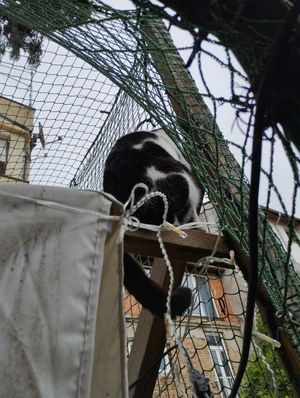  at Cat Caffe in Zagreb