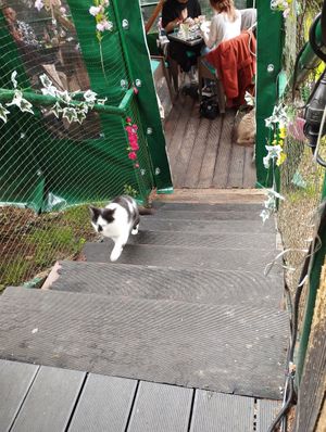  at Cat Caffe in Zagreb