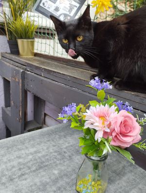  at Cat Caffe in Zagreb