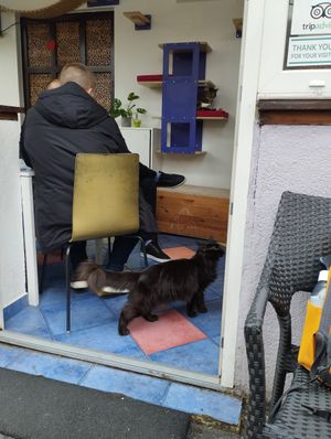  at Cat Caffe in Zagreb