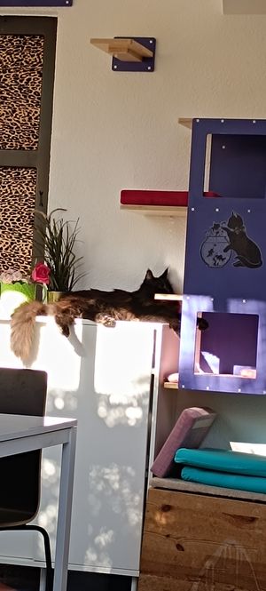  at Cat Caffe in Zagreb