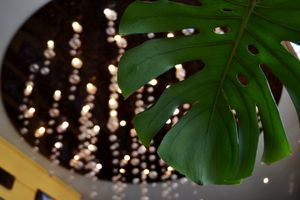 Лампочки и растения добавляют ощущение уюта  at Jagannath na Kurskoj in Moscow