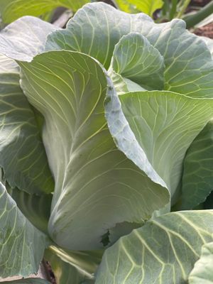 Fresh greens before picking for cooking  at The Bullfish Bistro in Baton Rouge