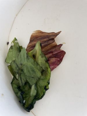 Bad quality  at FineFine in Cologne